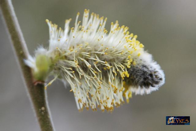 salix caprea.JPG